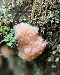 Attēlu rezultāti vaicājumam “Tubifera applanata spores”