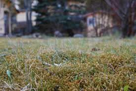 Attēlu rezultāti vaicājumam “Rhytidiadelphus squarrosus”