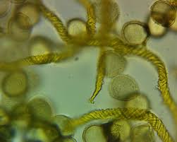 Attēlu rezultāti vaicājumam “Trichia alpina”