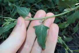 Attēlu rezultāti vaicājumam “Atriplex littoralis leaf”