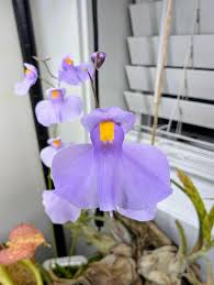 Attēlu rezultāti vaicājumam “Utricularia x neglecta flower”