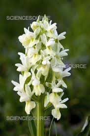 Attēlu rezultāti vaicājumam “Dactylorhiza”