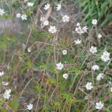 Attēlu rezultāti vaicājumam “Spergula arvensis”