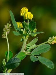 Attēlu rezultāti vaicājumam “Medicago lupulina”