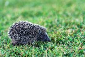 Attēlu rezultāti vaicājumam “Erinaceus roumanicus”