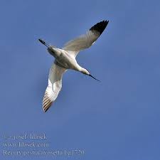 Attēlu rezultāti vaicājumam “Recurvirostra avosetta”