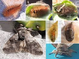 Attēlu rezultāti vaicājumam “Calliteara pudibunda larva”