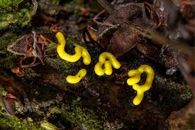 Attēlu rezultāti vaicājumam “Badhamia flavoglauca”