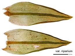 Attēlu rezultāti vaicājumam “Orthotrichum cupulatum var. riparium”