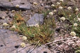 Attēlu rezultāti vaicājumam “Arenaria procera”