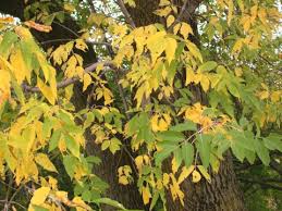 Attēlu rezultāti vaicājumam “Acer negundo”