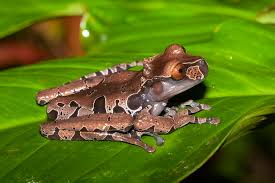 Attēlu rezultāti vaicājumam “Epirhoe tristata”