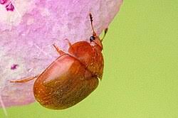 Attēlu rezultāti vaicājumam “Cychramus luteus”