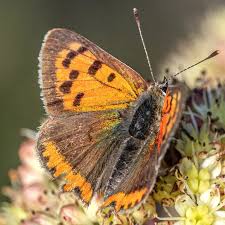 Attēlu rezultāti vaicājumam “Lycaena phlaeas underside”