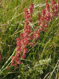 Attēlu rezultāti vaicājumam “Rumex acetosa leaf”