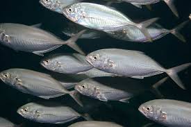 Image result for Caranx crysos