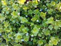 Attēlu rezultāti vaicājumam “Veronica filiformis bud”