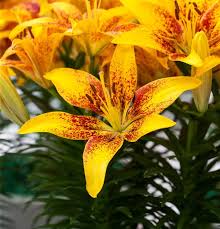 Image result for Lilie