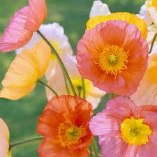 Image result for Papaver nudicaule