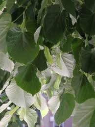 Attēlu rezultāti vaicājumam “Tilia tomentosa leaf”
