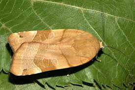 Attēlu rezultāti vaicājumam “Noctua fimbriata”