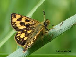 Attēlu rezultāti vaicājumam “Carterocephalus silvicolus female”