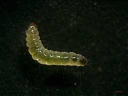 Attēlu rezultāti vaicājumam “Gracillaria syringella larva”
