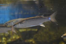 Image result for Chelon saliens