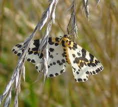 Attēlu rezultāti vaicājumam “Abraxas sylvata imago”