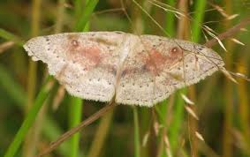 Attēlu rezultāti vaicājumam “Cyclophora albipunctata”