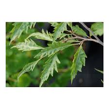 Attēlu rezultāti vaicājumam “Fagus sylvatica leaf”