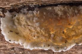 Attēlu rezultāti vaicājumam “Sporophagomyces chrysostomus”