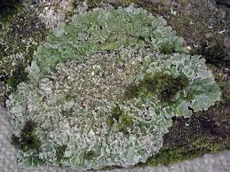 Attēlu rezultāti vaicājumam “Physconia enteroxantha”