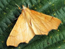 Attēlu rezultāti vaicājumam “Ennomos erosaria”