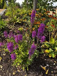 Image result for Lythrum salicaria