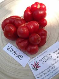 Afbeeldingsresultaat voor voyage tomato
