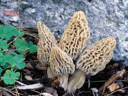 Attēlu rezultāti vaicājumam “Morchella sp.”