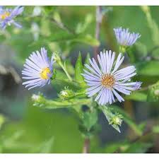 Attēlu rezultāti vaicājumam “Symphytocarpus sp.”