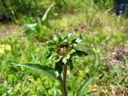 Attēlu rezultāti vaicājumam “Echinacea purpurea bud”