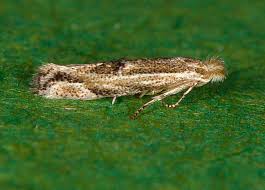 Attēlu rezultāti vaicājumam “Bucculatricidae”