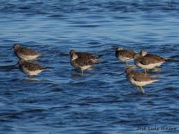 Image result for Tringa melanoleuca