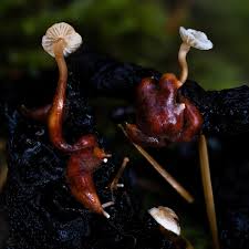 Attēlu rezultāti vaicājumam “Collybia tuberosa”