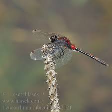 Attēlu rezultāti vaicājumam “Leucorrhinia rubicunda male”