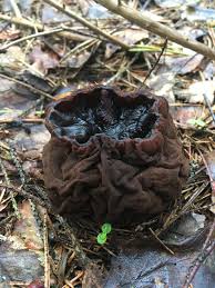 Attēlu rezultāti vaicājumam “Sarcosoma globosum”