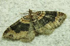 Attēlu rezultāti vaicājumam “Xanthorhoe spadicearia”