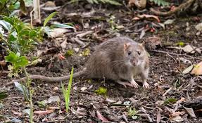 Attēlu rezultāti vaicājumam “Rattus norvegicus”