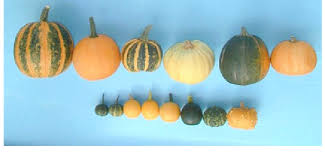 Attēlu rezultāti vaicājumam “Cucurbita pepo fruit”