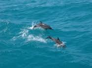 Image result for Delphinus delphis