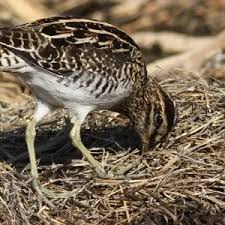 Attēlu rezultāti vaicājumam “Gallinago gallinago nest”