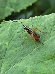 Attēlu rezultāti vaicājumam “Ichneumonidae”